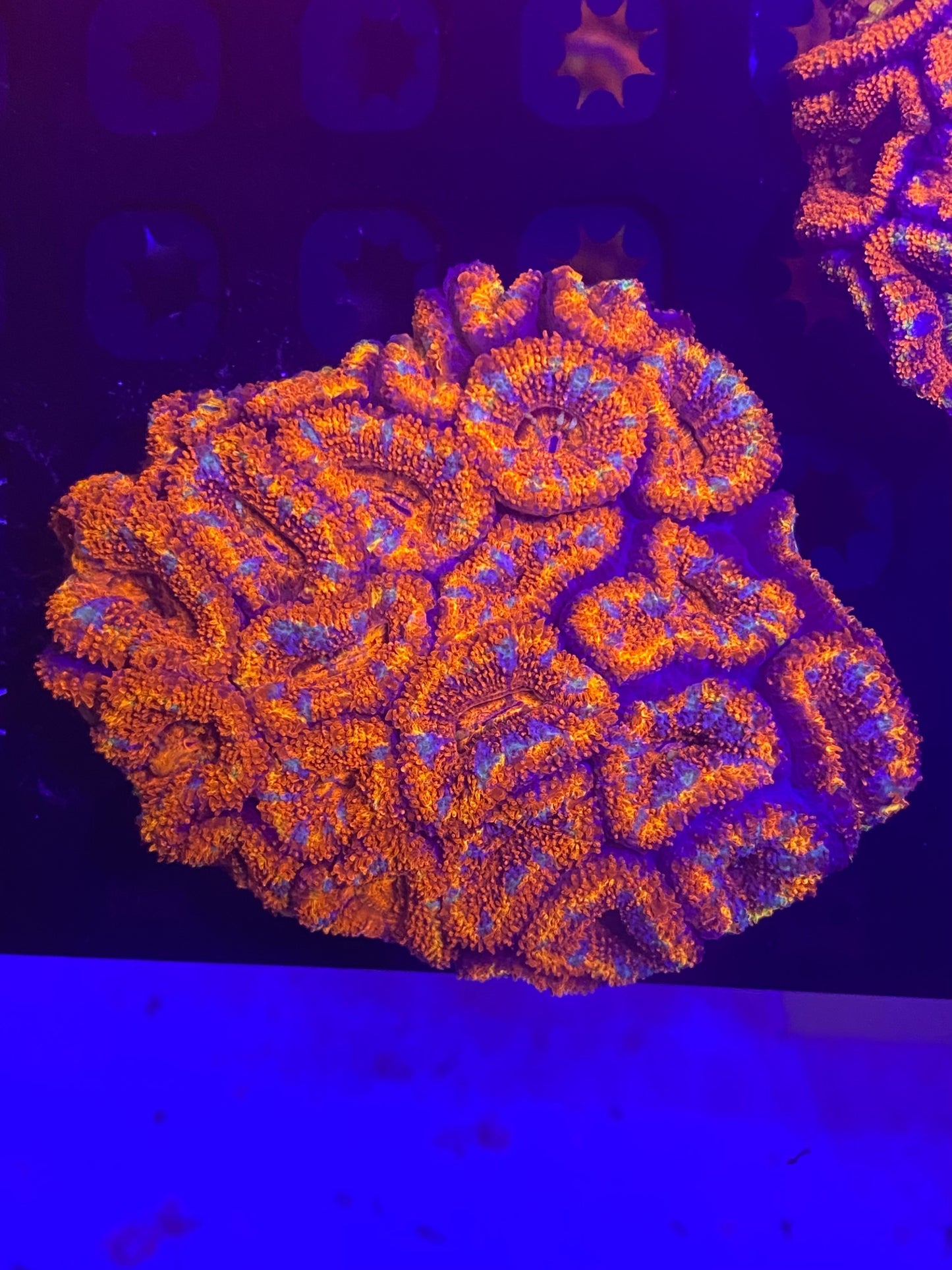 Small Rainbow Acanthastrea Lordhowensis (WYSIWYG)