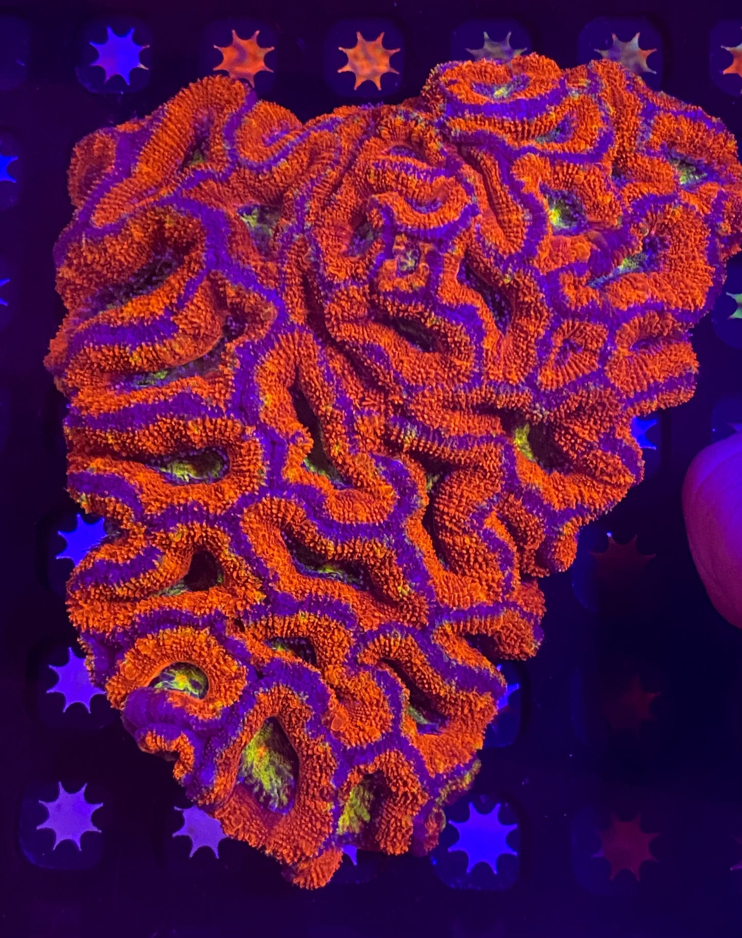 Large Rainbow Acanthastrea Lordhowensis (WYSIWYG)