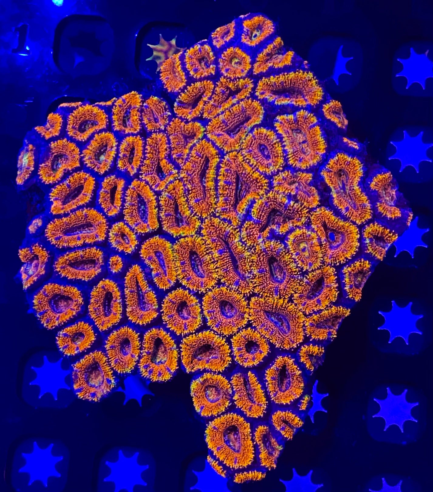 Large Rainbow Acanthastrea Lordhowensis (WYSIWYG)