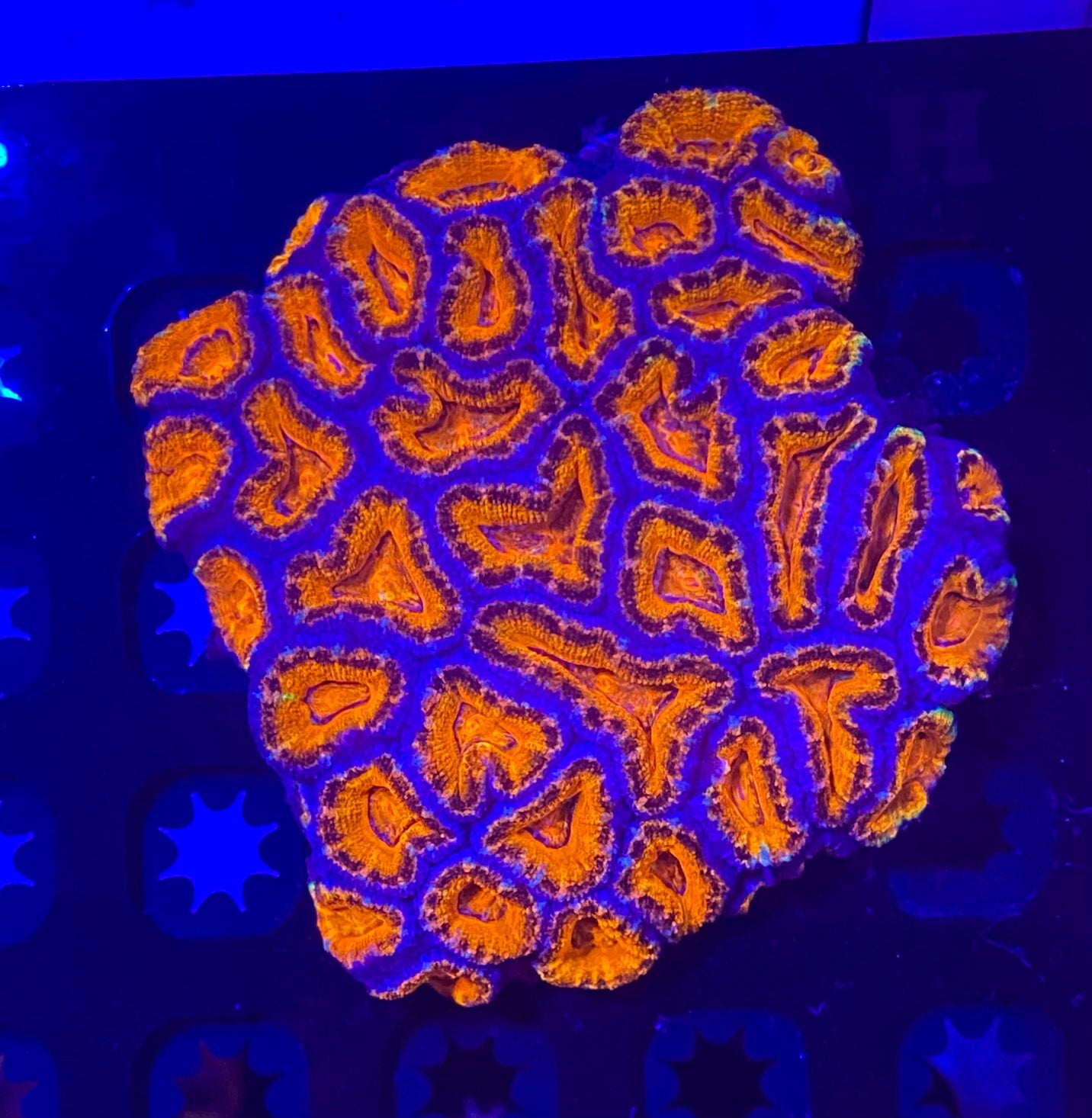 Medium Rainbow Acanthastrea Lordhowensis (WYSIWYG)