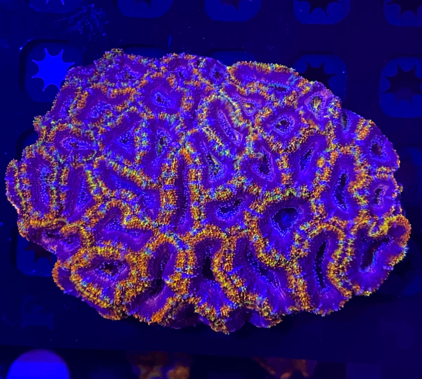 Medium Rainbow Acanthastrea Lordhowensis (WYSIWYG)