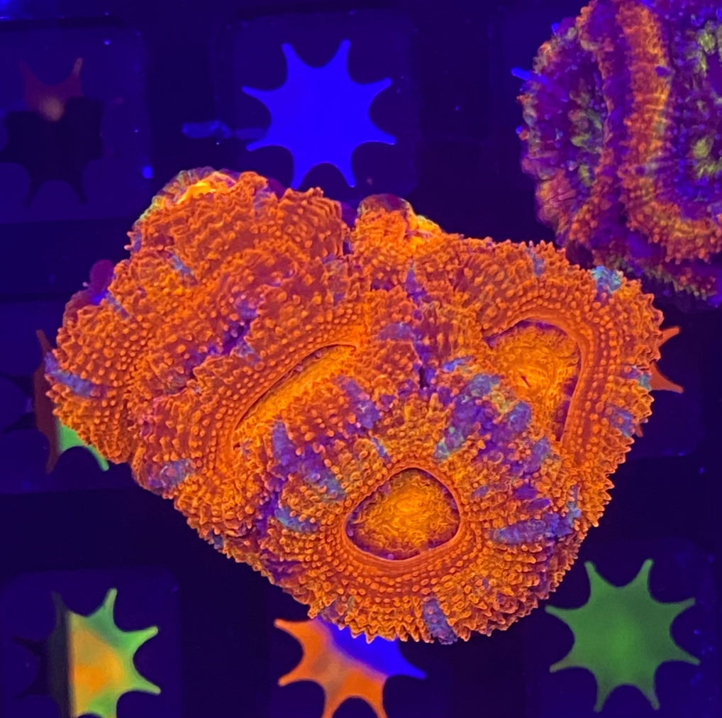 Rainbow Acanthastrea Lordhowensis Large Frag (WYSIWYG)