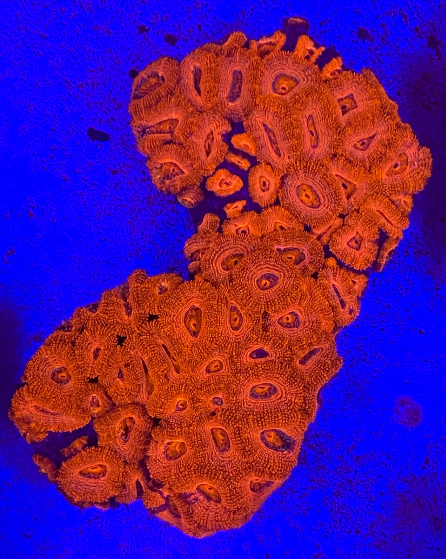 XL Acanthastrea Lordhowensis (WYSIWYG)