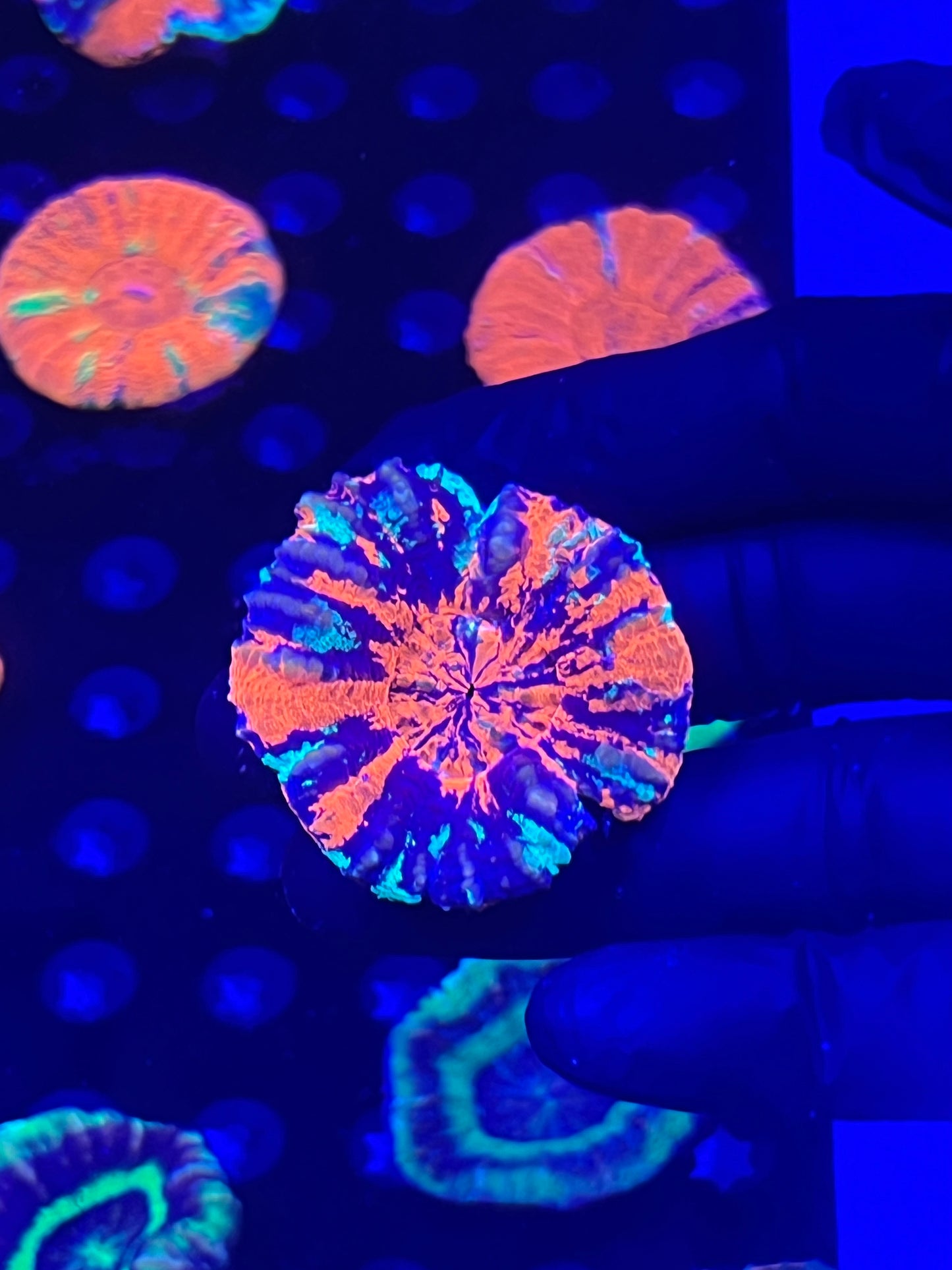 Small Warpaint Scolymia (WYSIWYG)