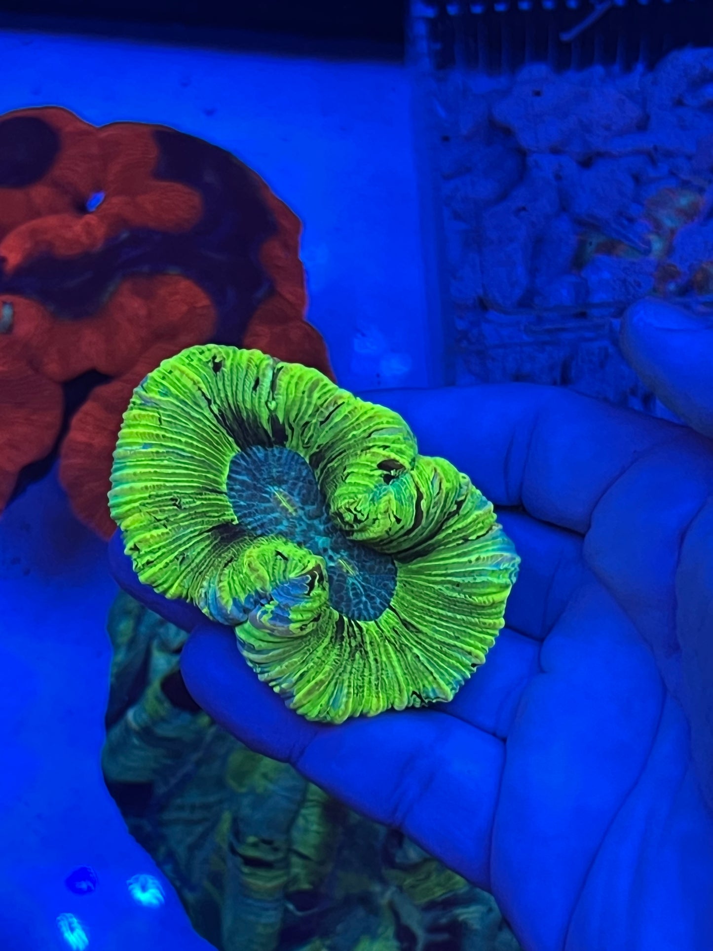 Small Ultra Trachyphyllia (WYSIWYG)
