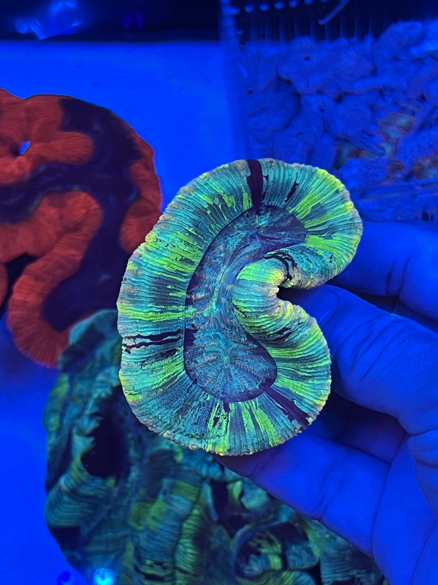Medium Ultra Trachyphyllia (WYSIWYG)