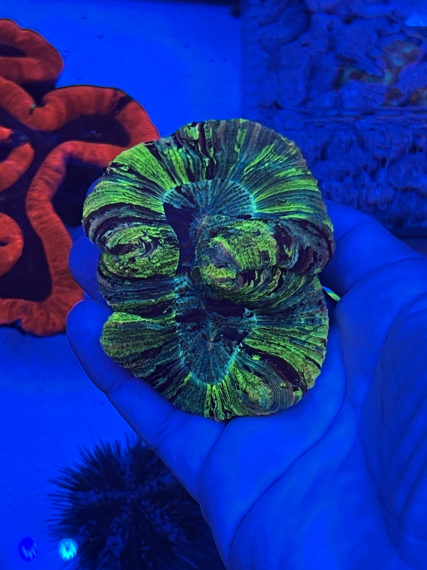 Small Ultra Trachyphyllia (WYSIWYG)