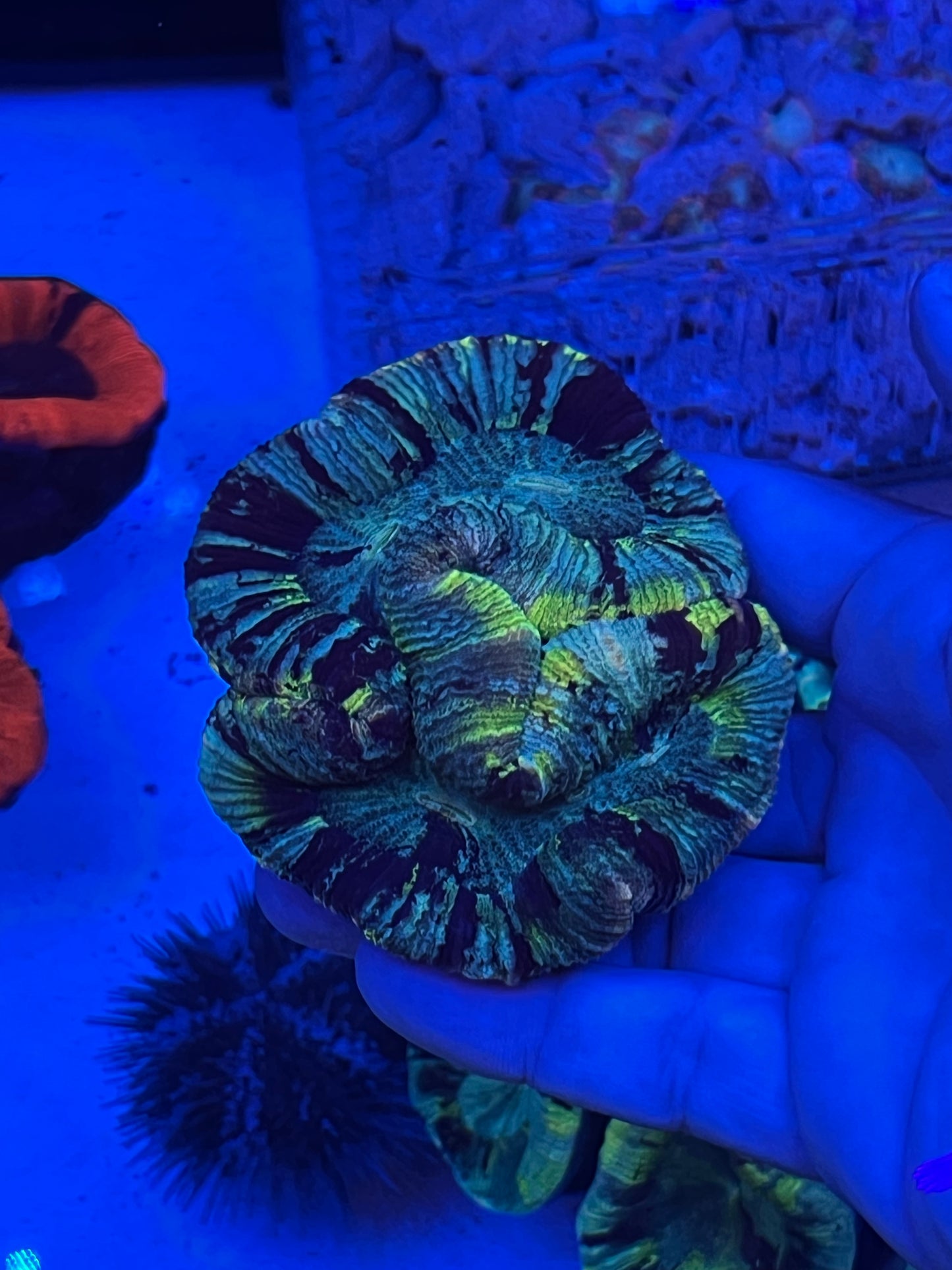Large Ultra Trachyphyllia (WYSIWYG)