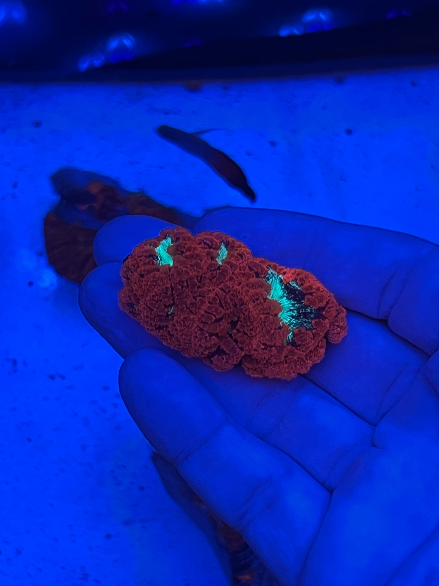 Blastomussa Wellsi Red & Green (WYSIWYG)