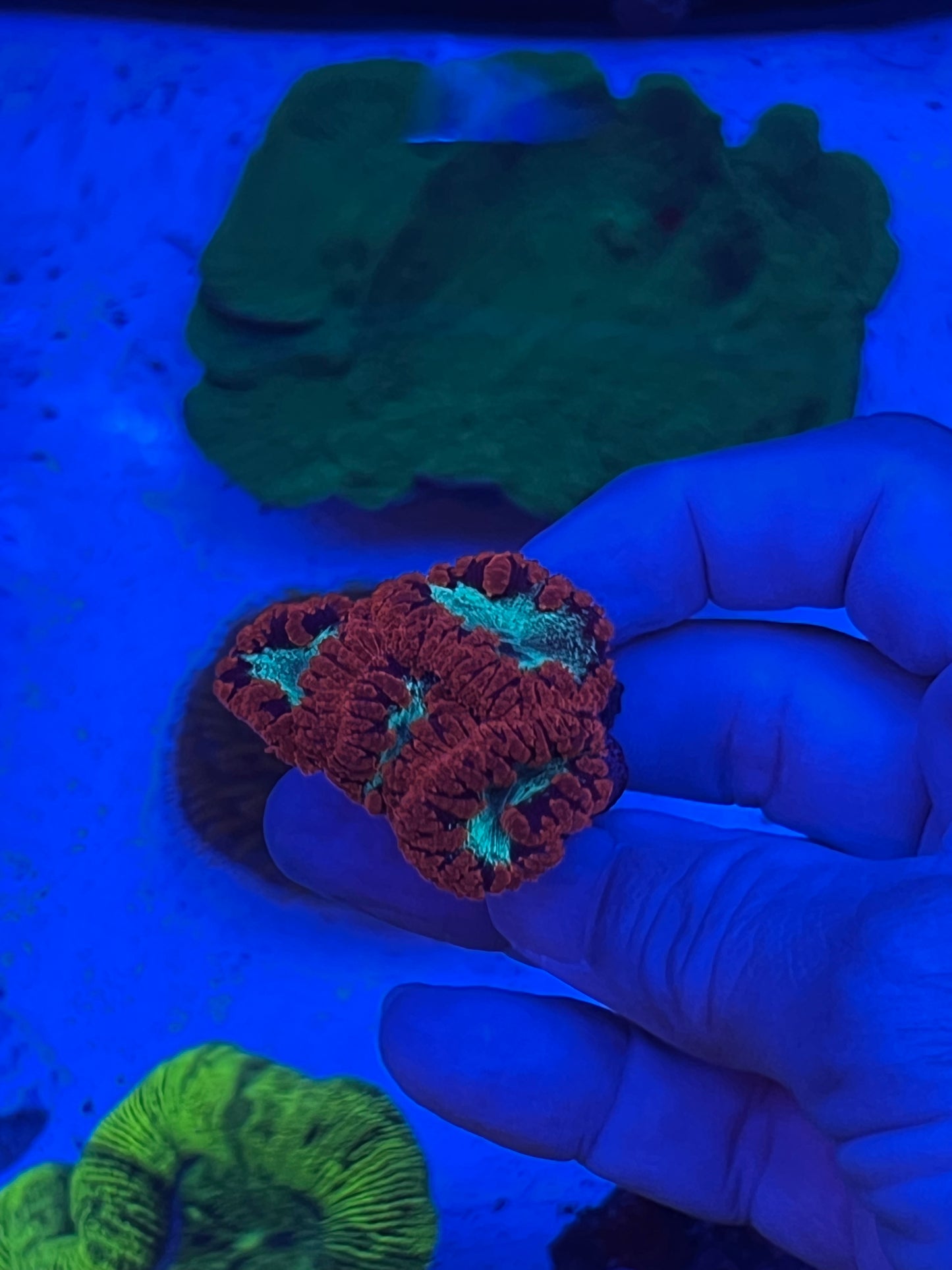 Blastomussa Wellsi Red & Green (WYSIWYG)