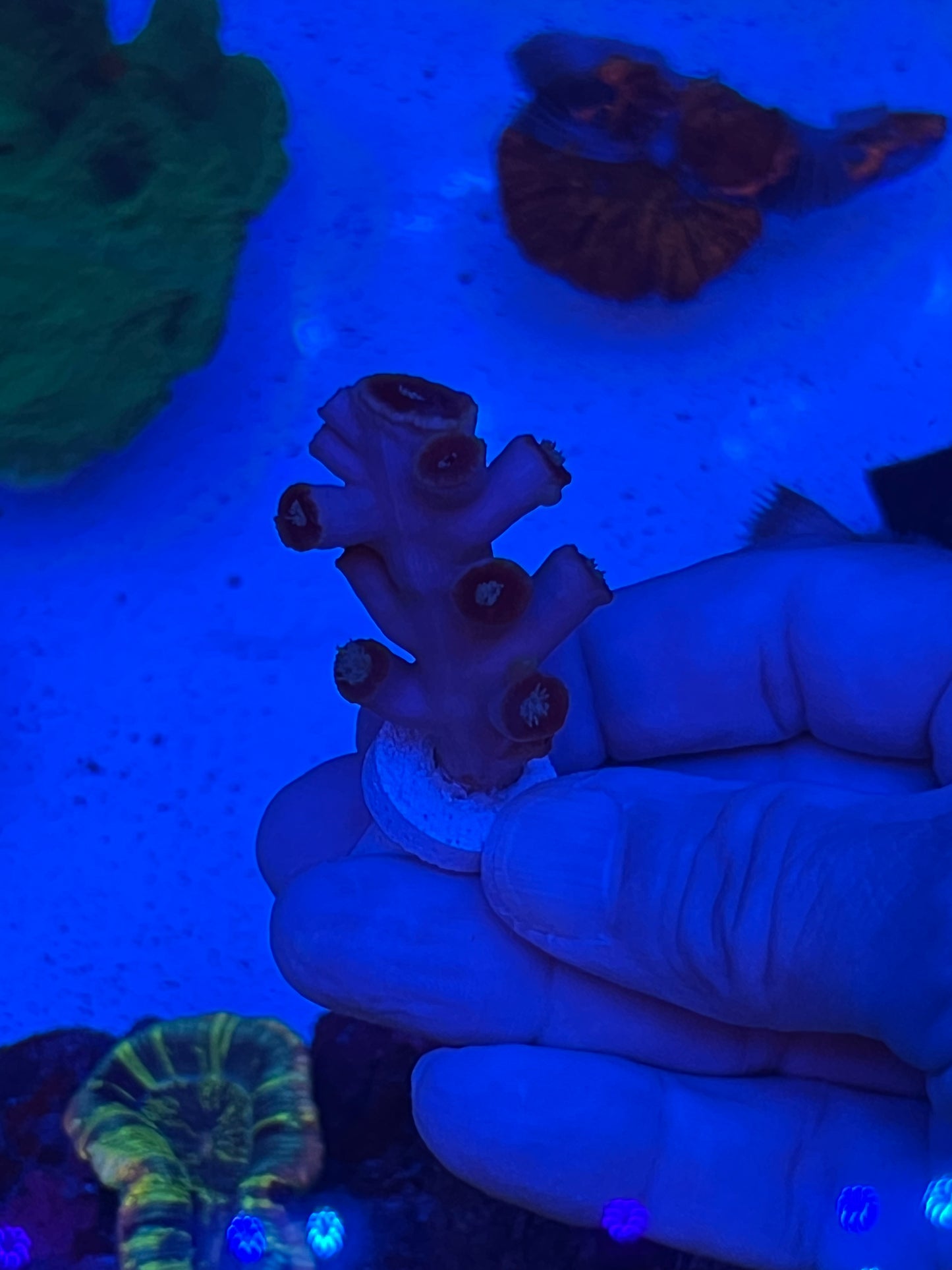 Dendrophyllia (WYSIWYG)