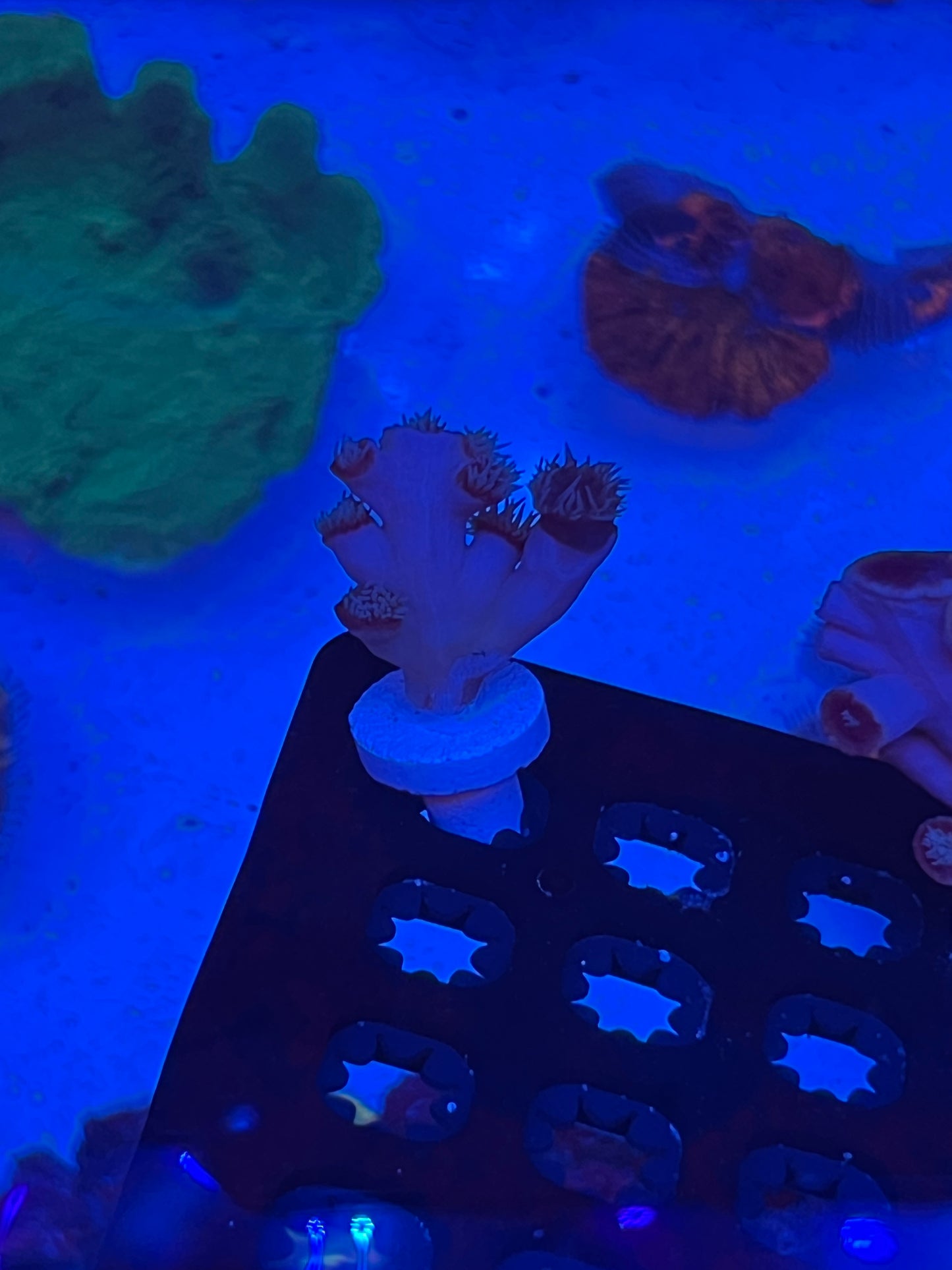 Dendrophyllia (WYSIWYG)