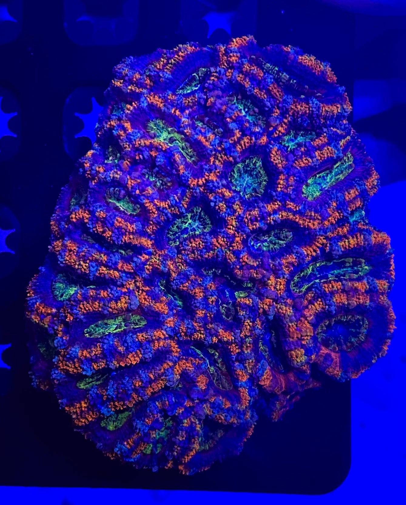 Medium Rainbow Acanthastrea Lordhowensis  (WYSIWYG)