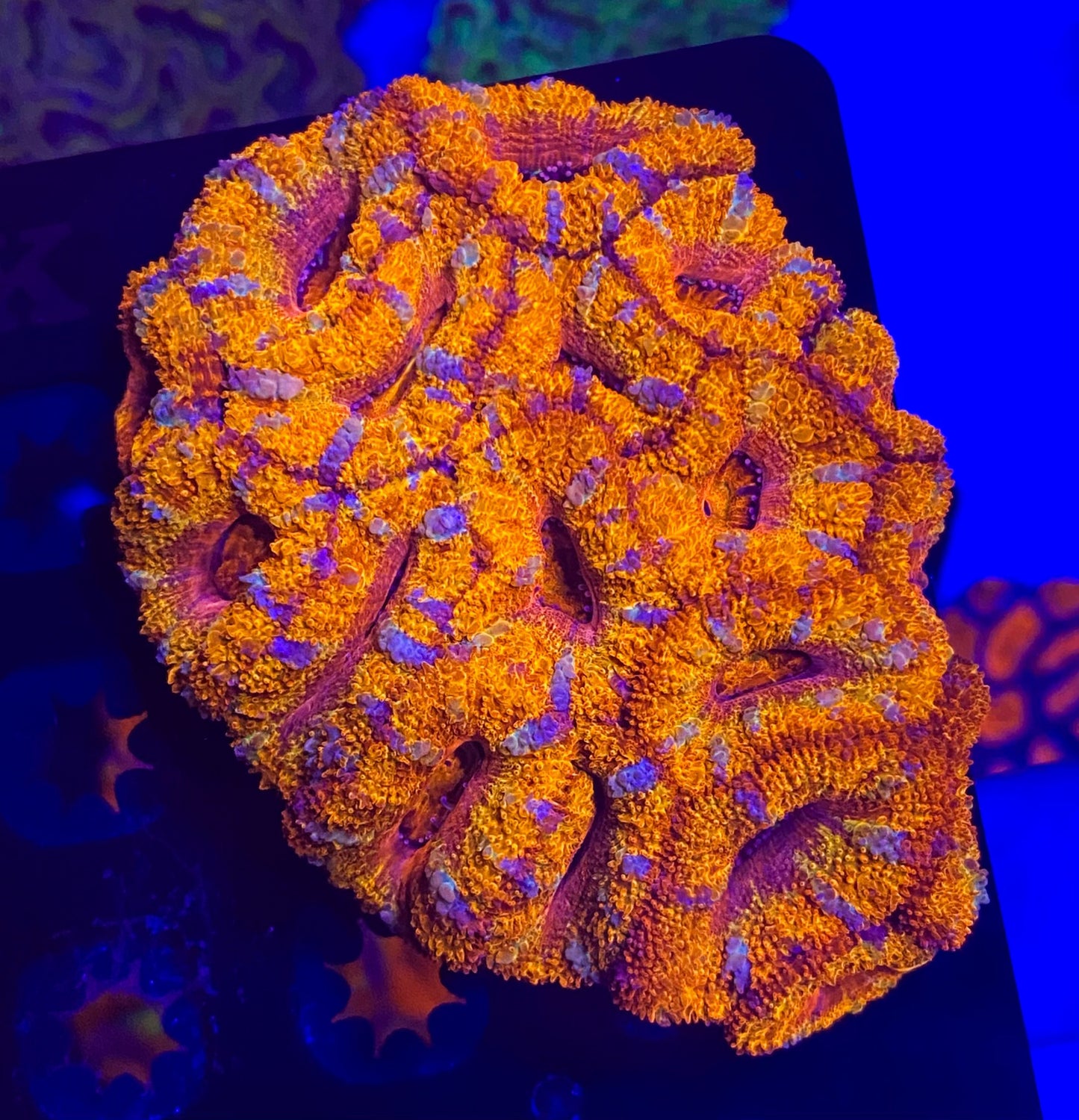 Small Rainbow Acanthastrea Lordhowensis  (WYSIWYG)