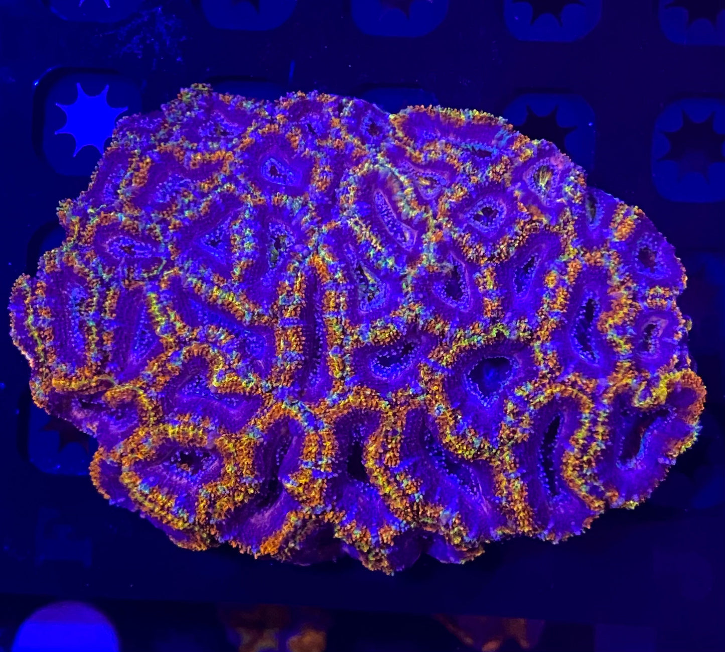 Medium Rainbow Acanthastrea Lordhowensis  (WYSIWYG)