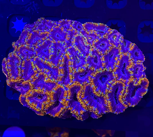 Medium Rainbow Acanthastrea Lordhowensis  (WYSIWYG)