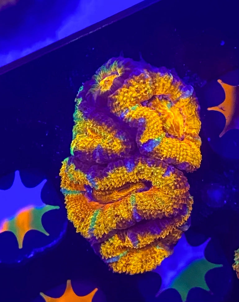 Rainbow Acanthastrea Lordhowensis  Large Frag (WYSIWYG)