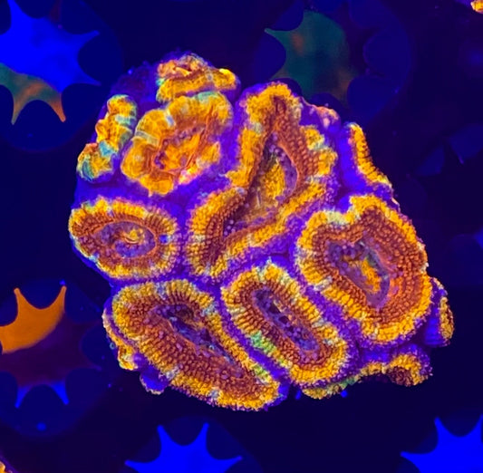 Rainbow Acanthastrea Lordhowensis  Large Frag (WYSIWYG)