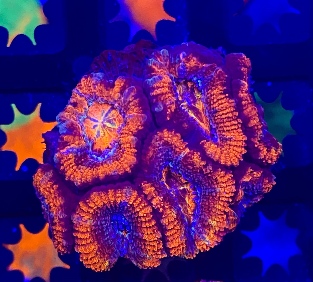 Rainbow Acanthastrea Lordhowensis  Large Frag (WYSIWYG)