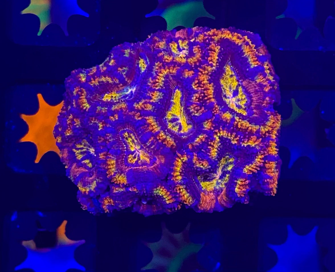 Rainbow Acanthastrea Lordhowensis  Large Frag (WYSIWYG)