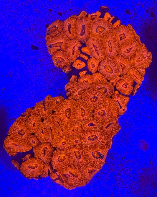 XL Acanthastrea Lordhowensis (WYSIWYG)