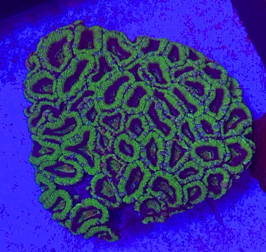 XL Acanthastrea Lordhowensis (WYSIWYG)