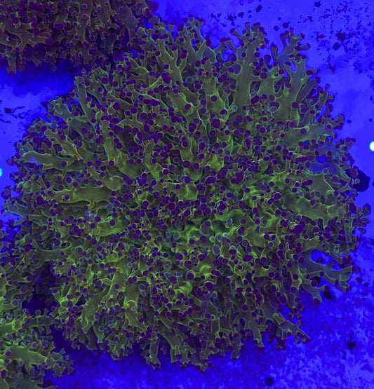 Euphyllia Divisa (Ultra green stem) Small (WYSIWYG)