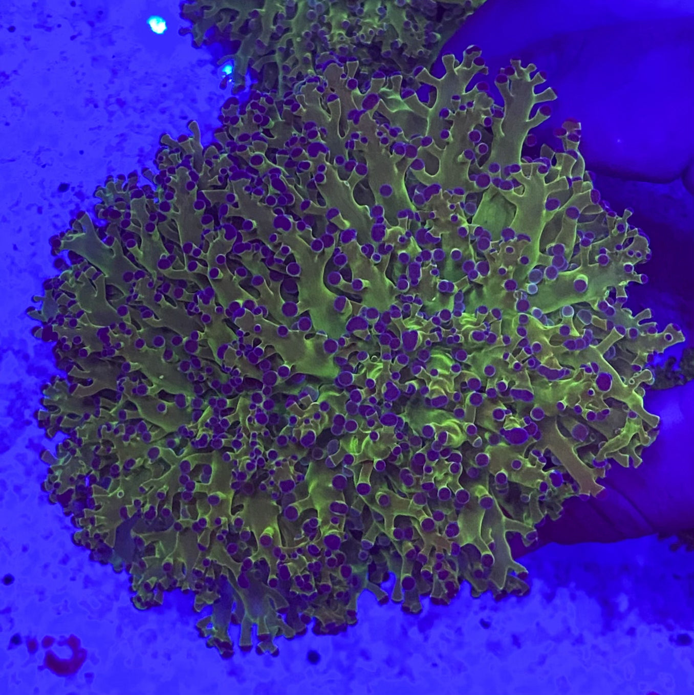 Euphyllia Divisa (Ultra green stem) Small (WYSIWYG)