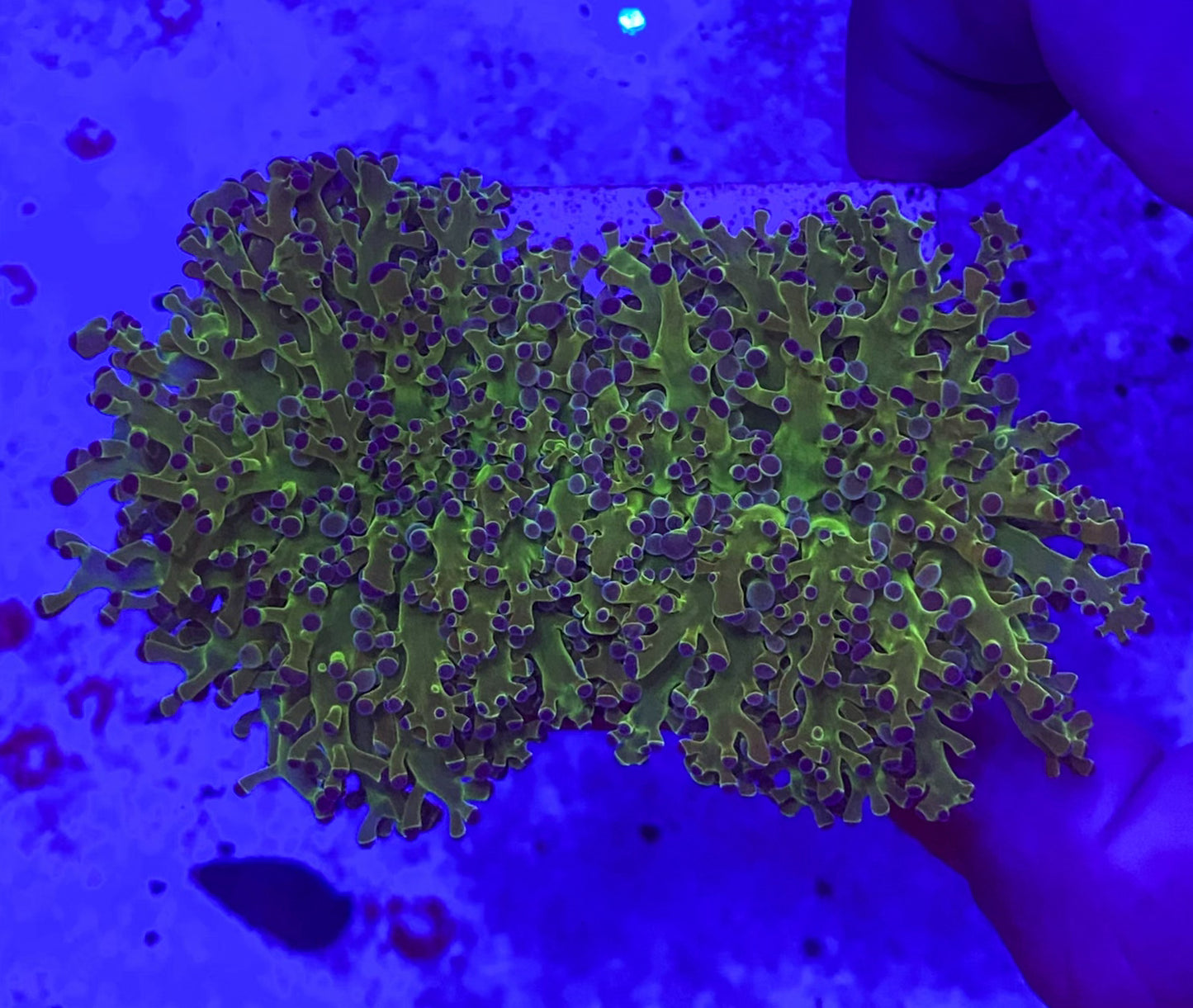 Euphyllia Divisa (Ultra green stem) Small (WYSIWYG)