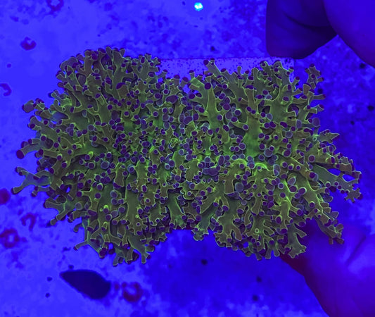 Euphyllia Divisa (Ultra green stem) Small (WYSIWYG)