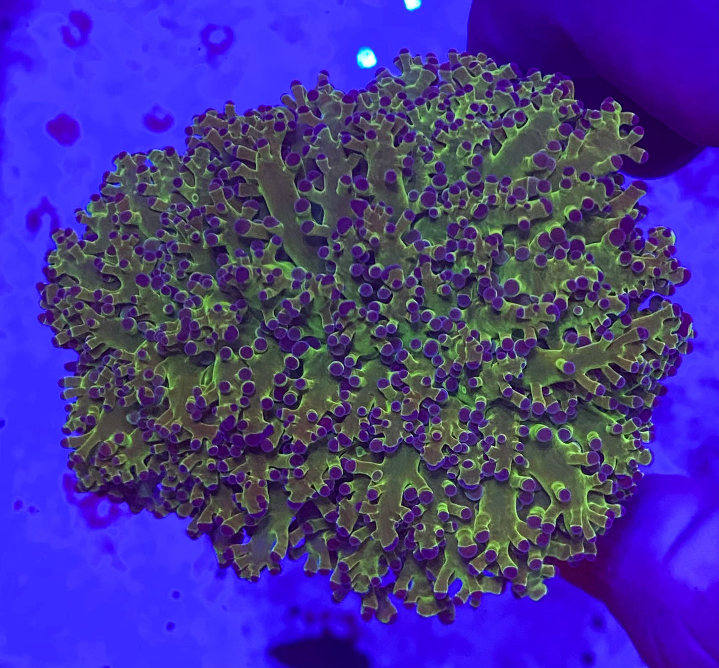 Euphyllia Divisa (Ultra green stem) Small (WYSIWYG)