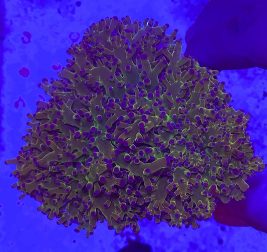 Euphyllia Divisa (Ultra green stem) Small (WYSIWYG)