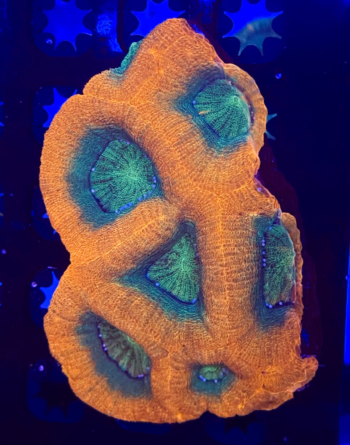 Acanthastrea Bowerbanki Ultra Small  (WYSIWYG)