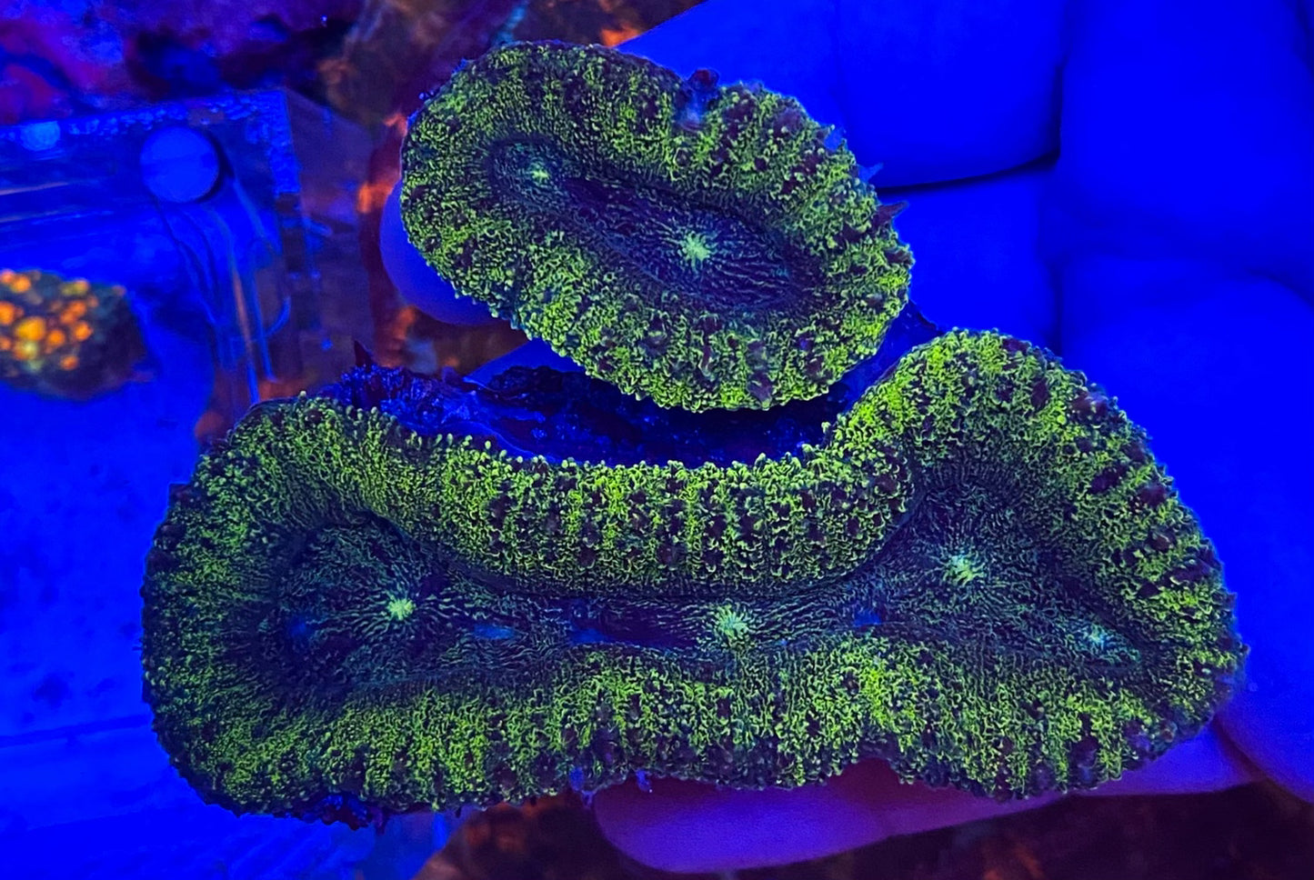 Small Ultra Lobophyllia (WYSIWYG)