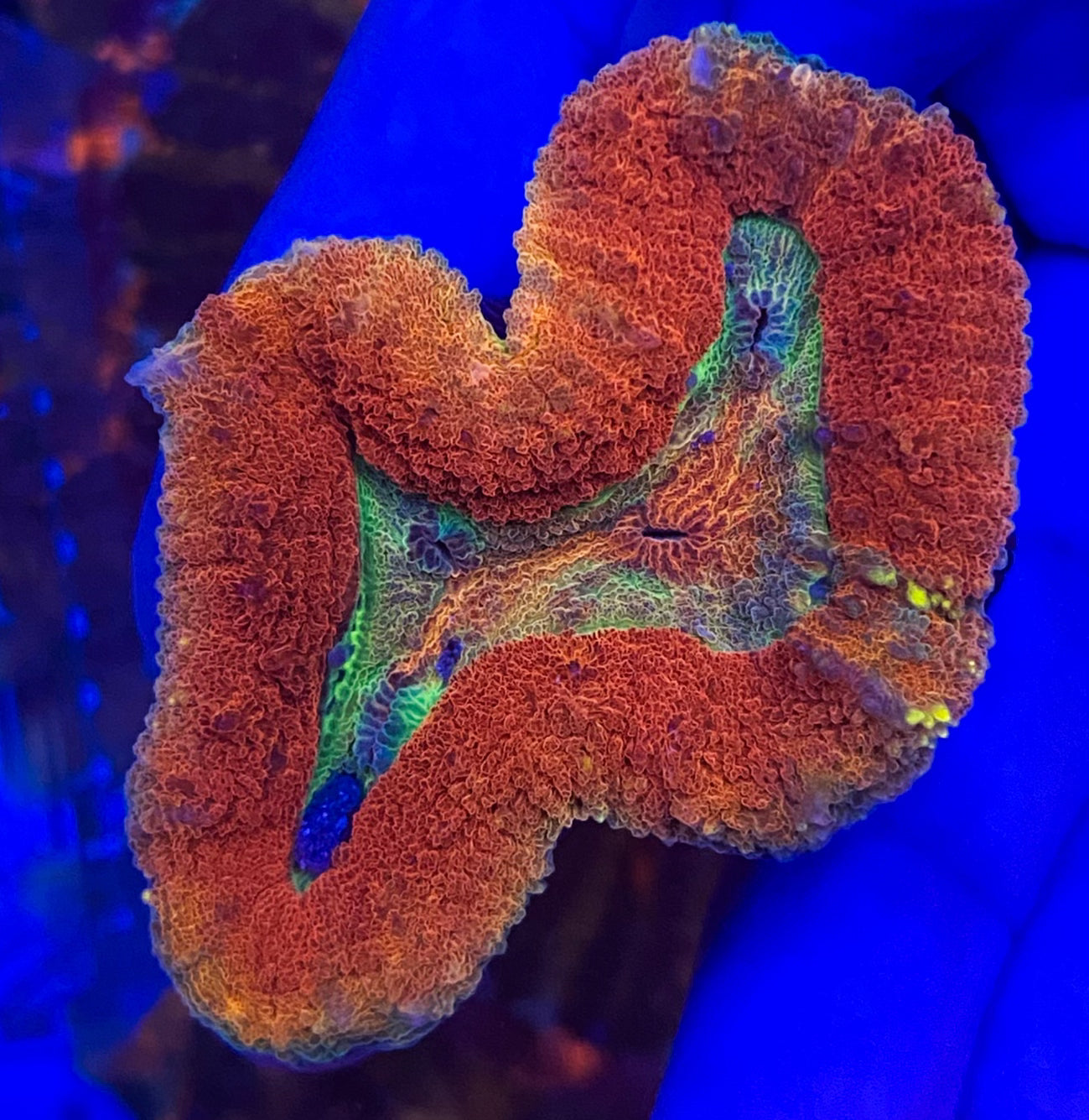 Small Ultra Lobophyllia (WYSIWYG)