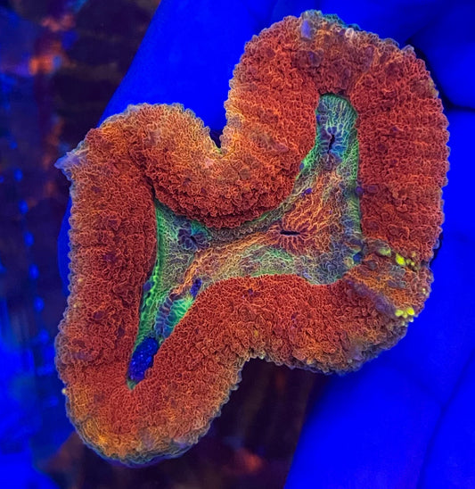 Small Ultra Lobophyllia (WYSIWYG)