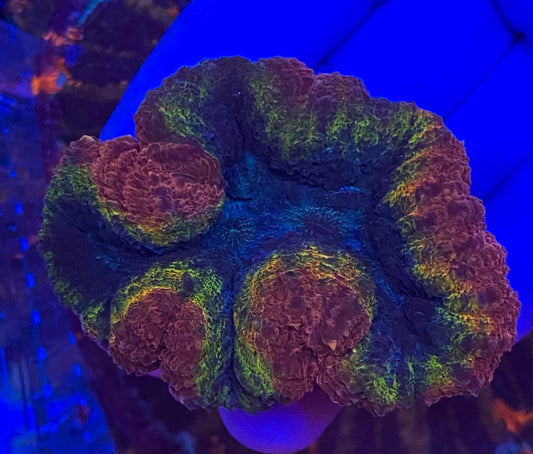 Medium Ultra Lobophyllia (WYSIWYG)