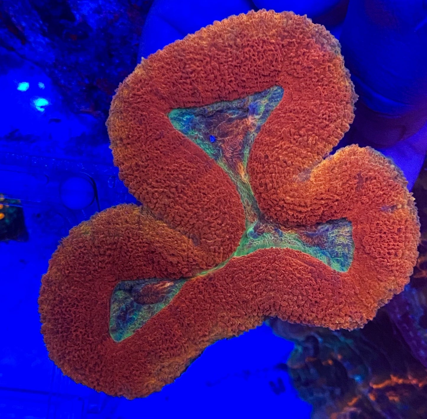 Medium Ultra Lobophyllia (WYSIWYG)