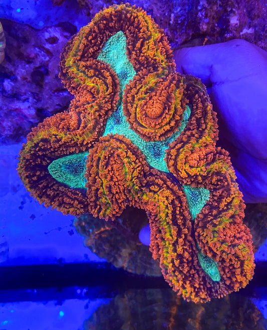 Large Ultra Lobophyllia (WYSIWYG)