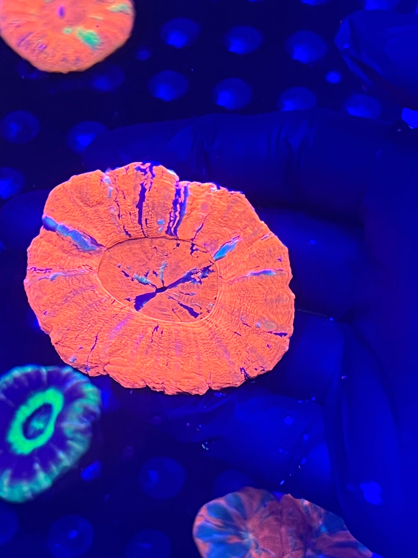 Ultra Large Scolymia (WYSIWYG)