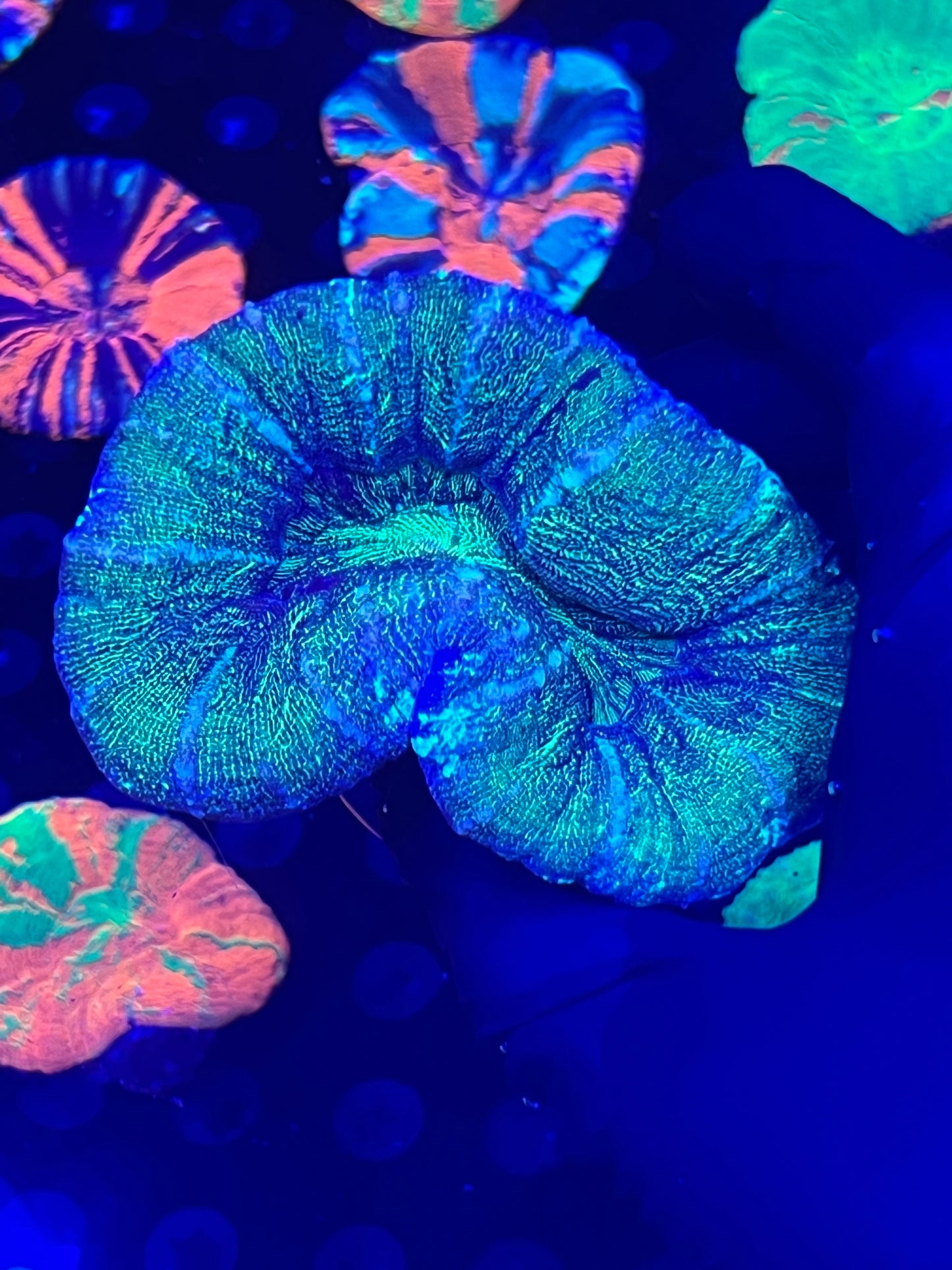 Ultra Large Scolymia (WYSIWYG)