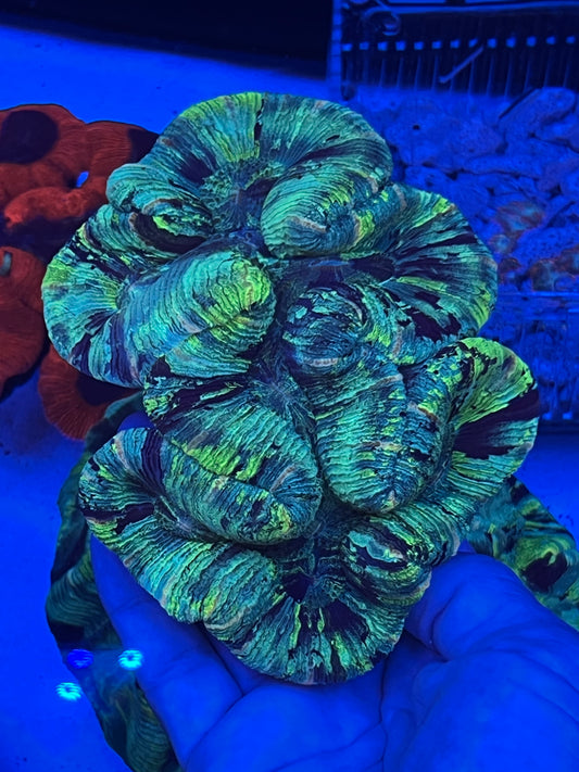 XL Ultra Trachyphyllia  (WYSIWYG)