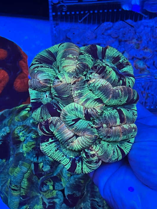 XL Trachyphyllia  (WYSIWYG)