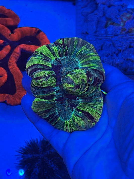 Small Ultra Trachyphyllia  (WYSIWYG)