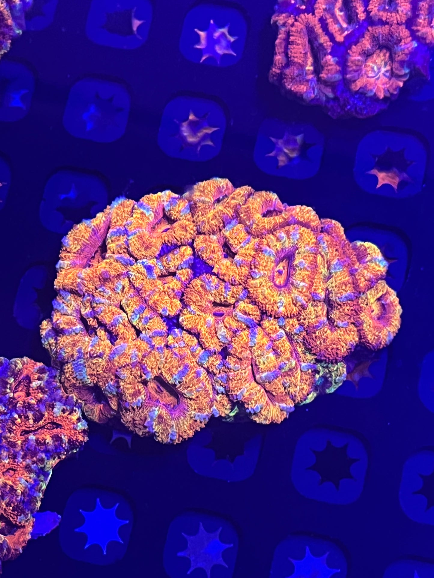 Rainbow Acan Colony (WYSIWYG)